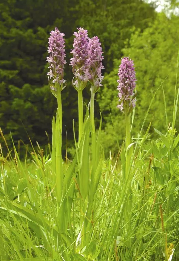 Александр Фатерига - Орхидеи Крымского полуострова - Страница № 65