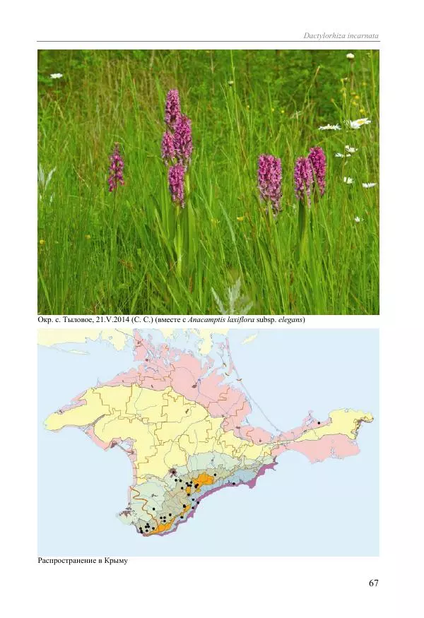 Александр Фатерига - Орхидеи Крымского полуострова - Страница № 68