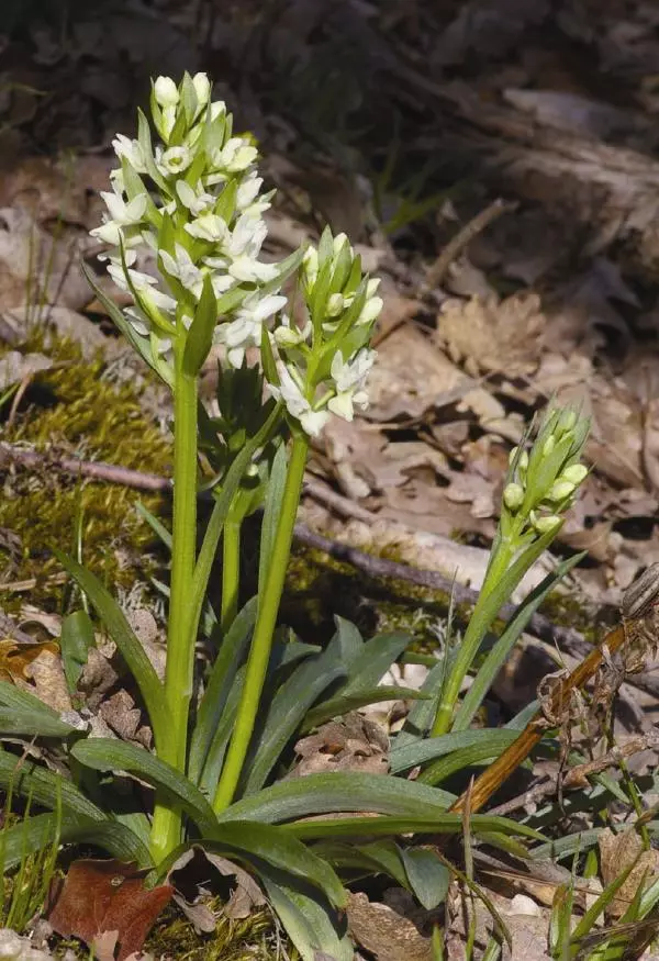 Александр Фатерига - Орхидеи Крымского полуострова - Страница № 69