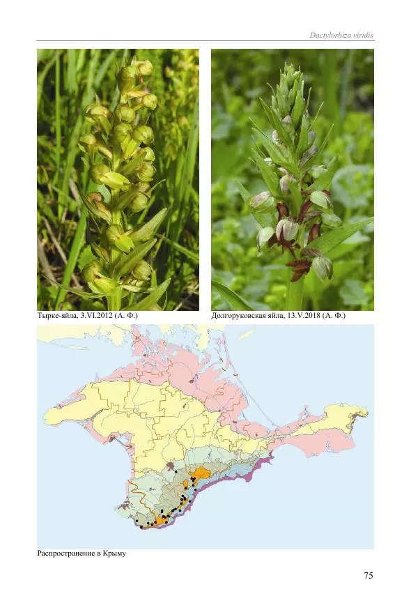 Александр Фатерига - Орхидеи Крымского полуострова - Страница № 76