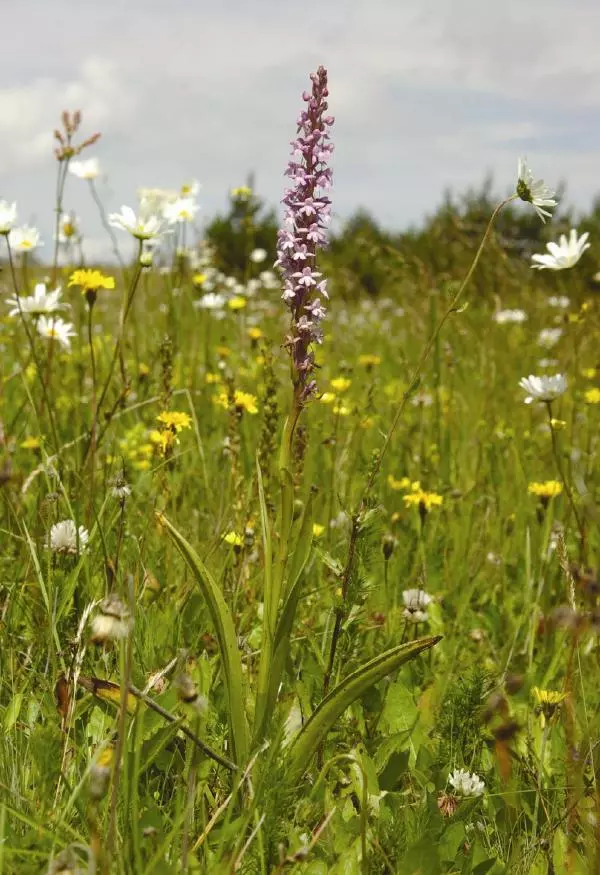 Александр Фатерига - Орхидеи Крымского полуострова - Страница № 77
