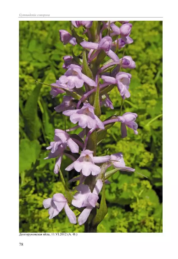 Александр Фатерига - Орхидеи Крымского полуострова - Страница № 79