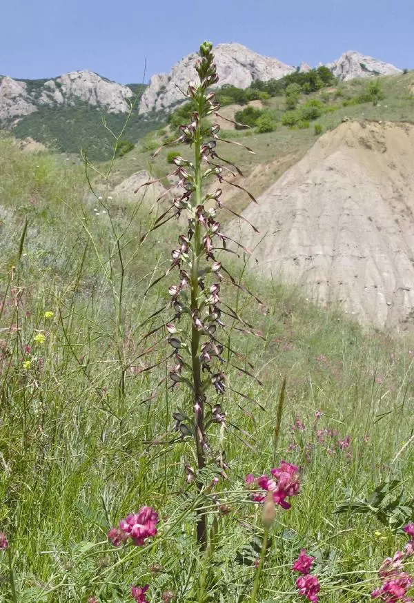 Александр Фатерига - Орхидеи Крымского полуострова - Страница № 81