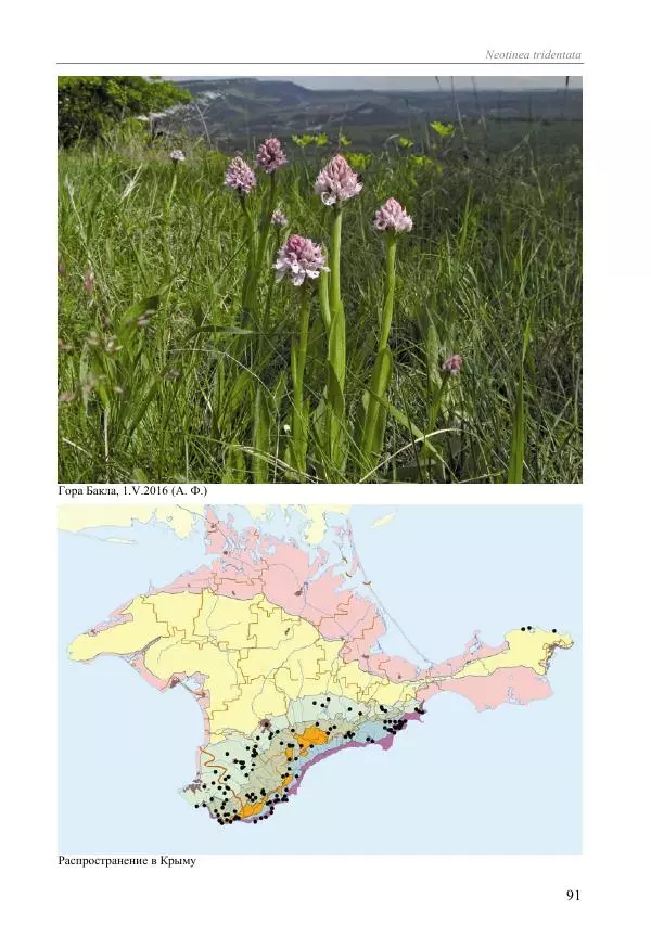 Александр Фатерига - Орхидеи Крымского полуострова - Страница № 92