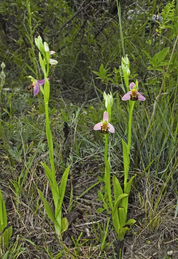 Александр Фатерига - Орхидеи Крымского полуострова - Страница № 97