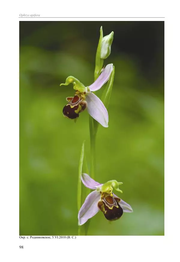 Александр Фатерига - Орхидеи Крымского полуострова - Страница № 99