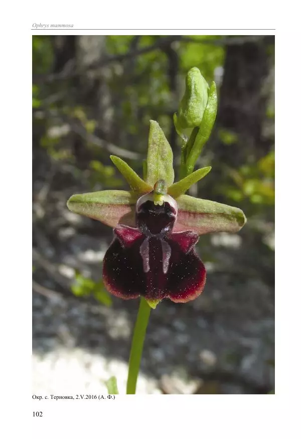Александр Фатерига - Орхидеи Крымского полуострова - Страница № 103