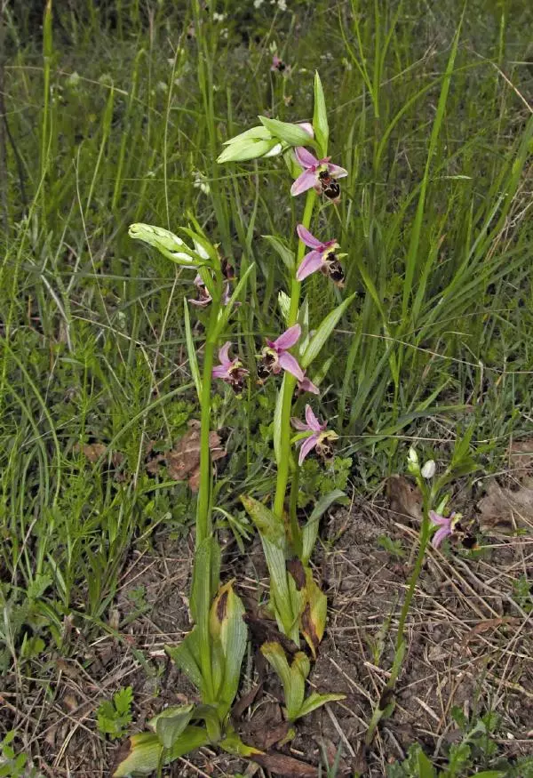 Александр Фатерига - Орхидеи Крымского полуострова - Страница № 105