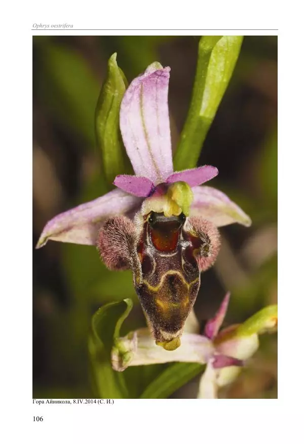 Александр Фатерига - Орхидеи Крымского полуострова - Страница № 107