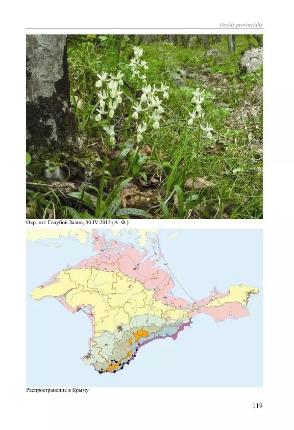 Александр Фатерига - Орхидеи Крымского полуострова - Страница № 120