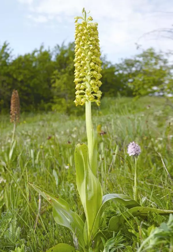 Александр Фатерига - Орхидеи Крымского полуострова - Страница № 125