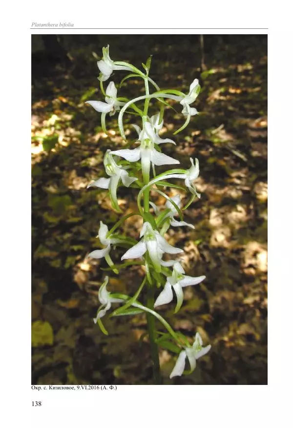 Александр Фатерига - Орхидеи Крымского полуострова - Страница № 139
