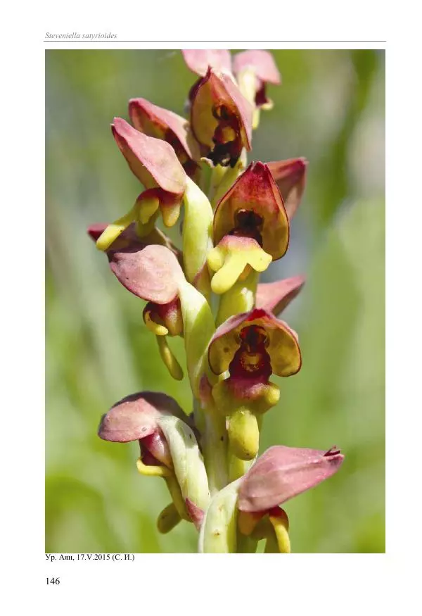 Александр Фатерига - Орхидеи Крымского полуострова - Страница № 147