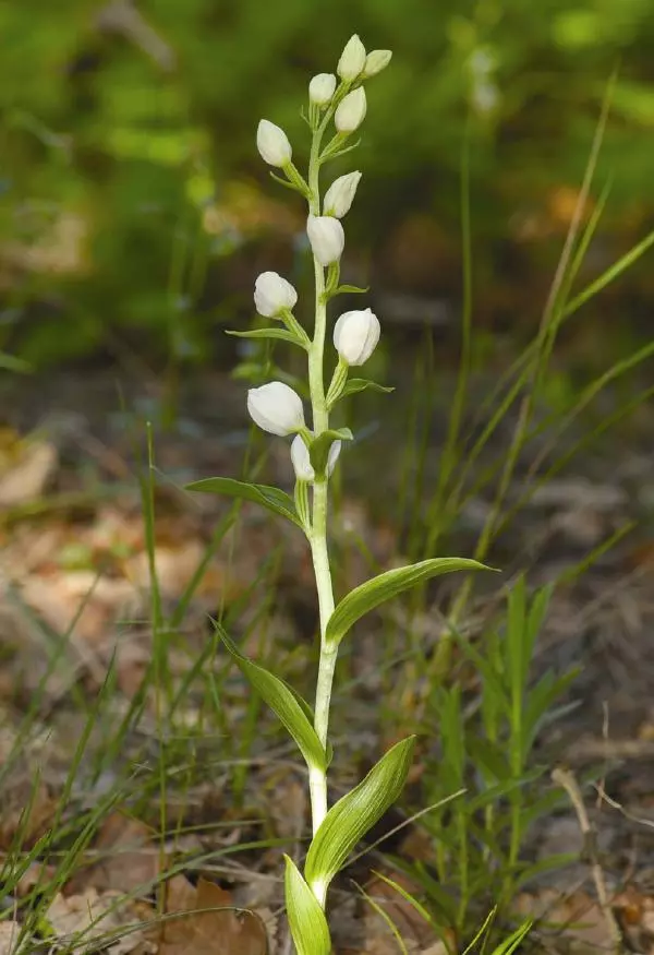Александр Фатерига - Орхидеи Крымского полуострова - Страница № 153