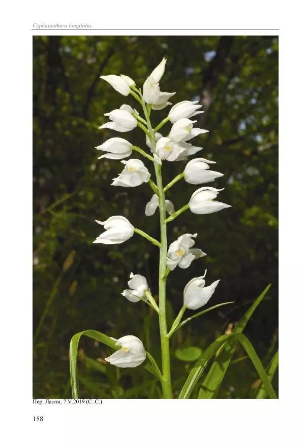 Александр Фатерига - Орхидеи Крымского полуострова - Страница № 159