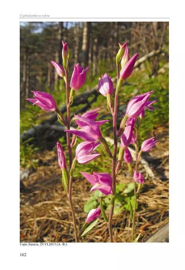 Александр Фатерига - Орхидеи Крымского полуострова - Страница № 163