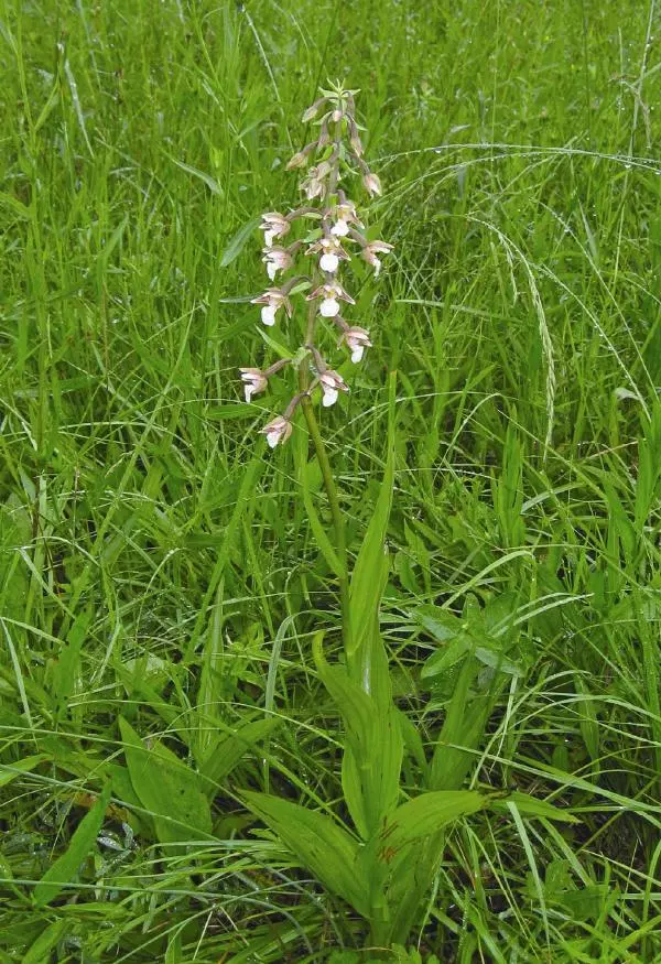 Александр Фатерига - Орхидеи Крымского полуострова - Страница № 165