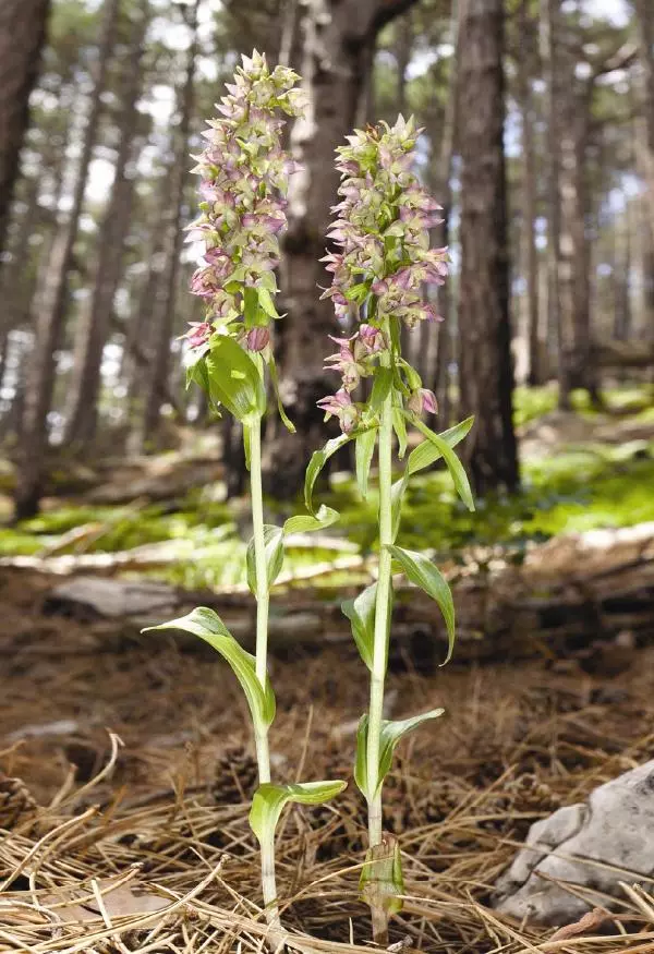 Александр Фатерига - Орхидеи Крымского полуострова - Страница № 169