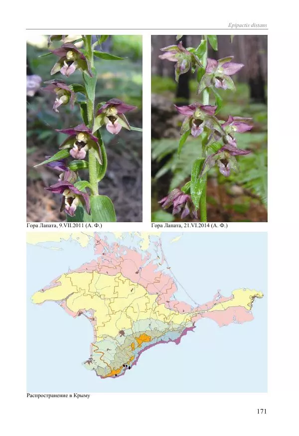 Александр Фатерига - Орхидеи Крымского полуострова - Страница № 172