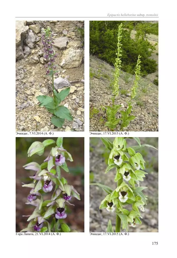 Александр Фатерига - Орхидеи Крымского полуострова - Страница № 176