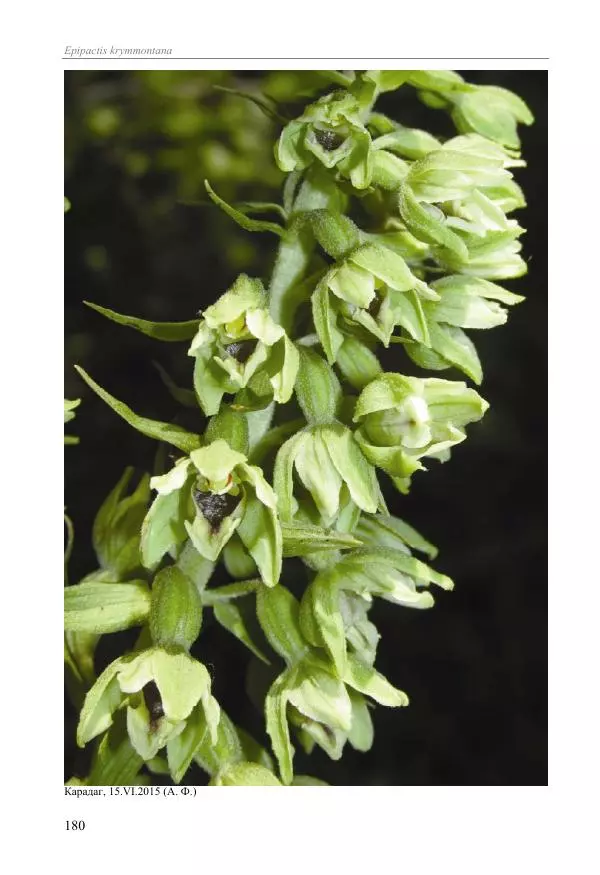 Александр Фатерига - Орхидеи Крымского полуострова - Страница № 181