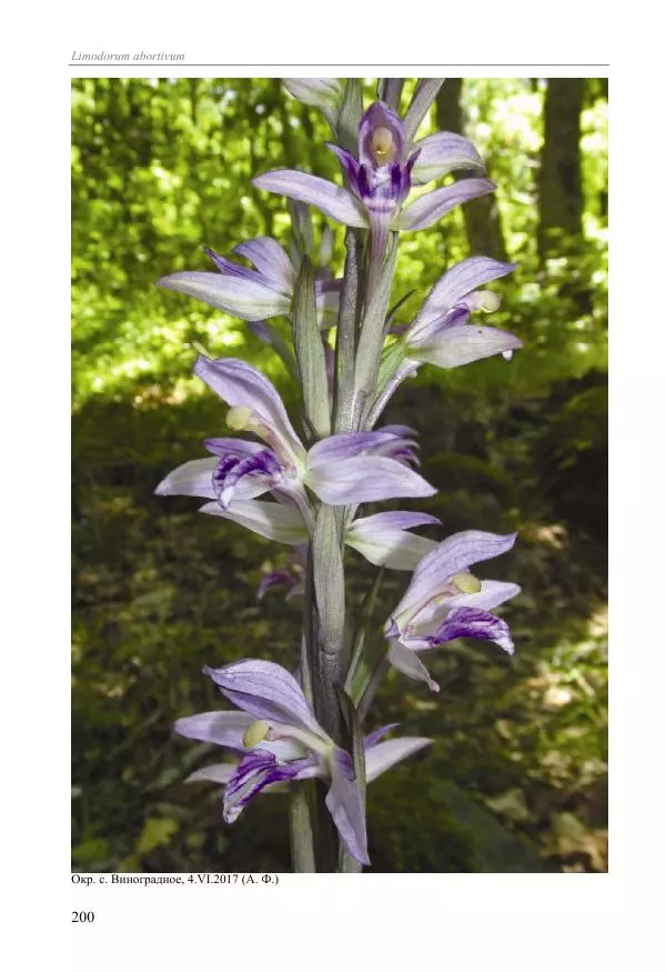 Александр Фатерига - Орхидеи Крымского полуострова - Страница № 201
