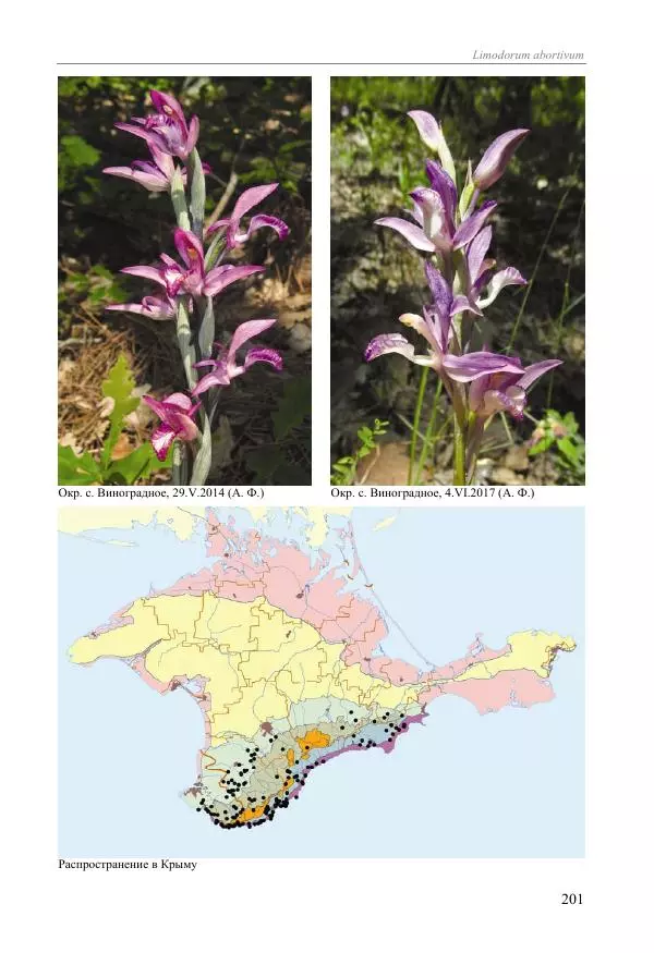 Александр Фатерига - Орхидеи Крымского полуострова - Страница № 202