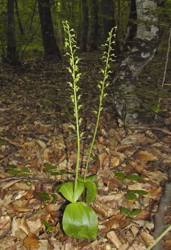 Александр Фатерига - Орхидеи Крымского полуострова - Страница № 207