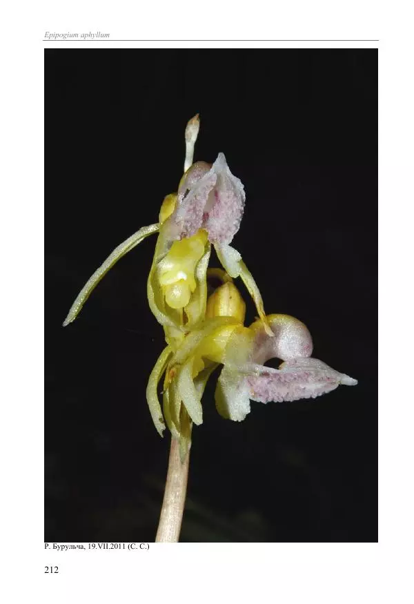 Александр Фатерига - Орхидеи Крымского полуострова - Страница № 213