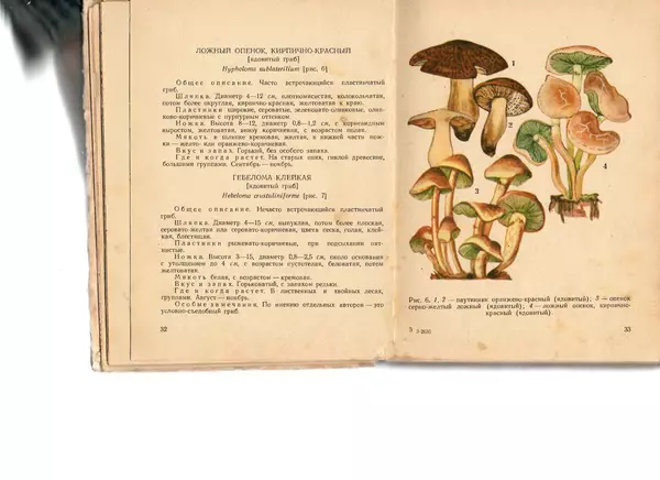 Владимир Тойбис - За грибами - Страница № 19