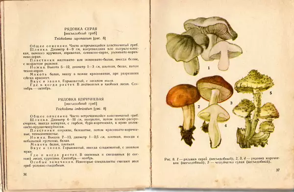 Владимир Тойбис - За грибами - Страница № 21