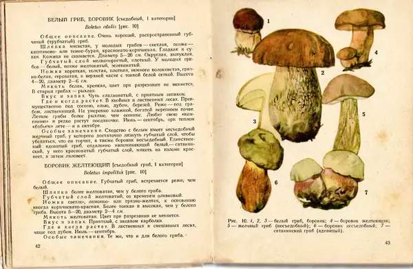 Владимир Тойбис - За грибами - Страница № 24