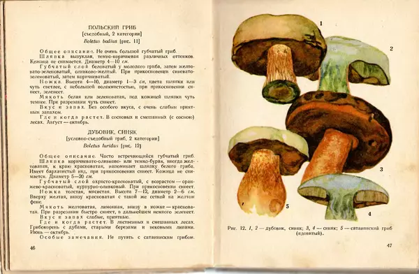 Владимир Тойбис - За грибами - Страница № 26