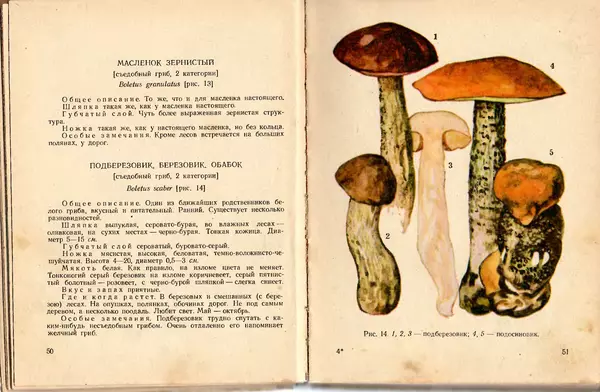 Владимир Тойбис - За грибами - Страница № 28
