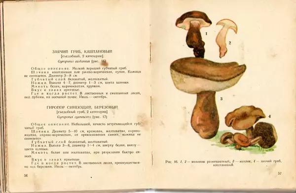 Владимир Тойбис - За грибами - Страница № 31