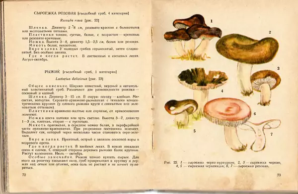 Владимир Тойбис - За грибами - Страница № 39