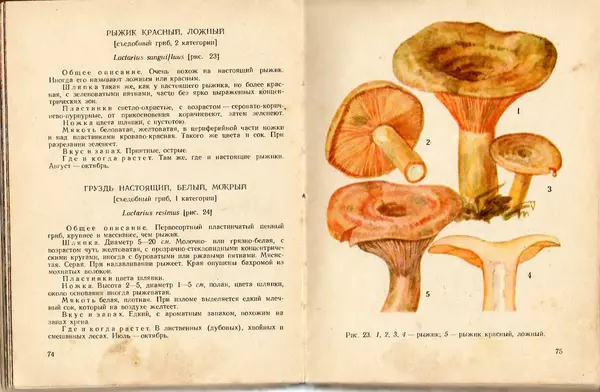 Владимир Тойбис - За грибами - Страница № 40