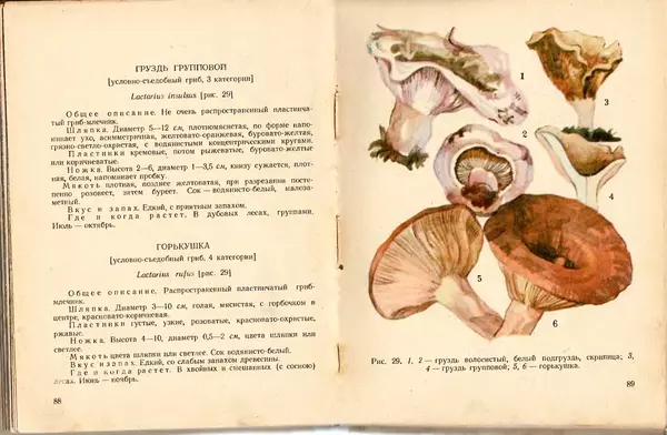 Владимир Тойбис - За грибами - Страница № 47