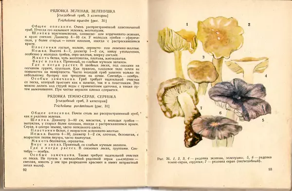 Владимир Тойбис - За грибами - Страница № 49