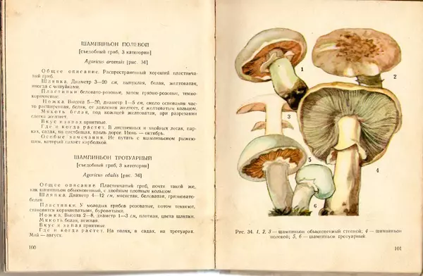 Владимир Тойбис - За грибами - Страница № 53