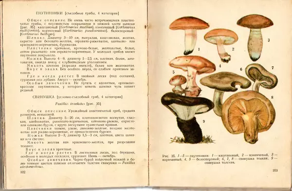 Владимир Тойбис - За грибами - Страница № 54