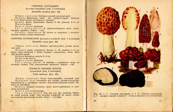 Владимир Тойбис - За грибами - Страница № 60