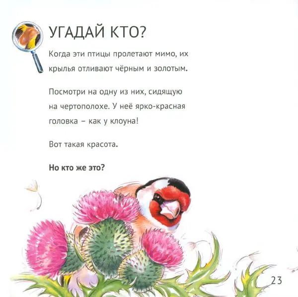 Майк Анвин - Кто живёт у нас на даче. Птицы - Страница № 26