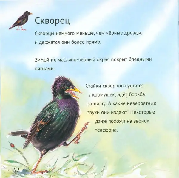 Майк Анвин - Кто живёт у нас на даче. Птицы - Страница № 35