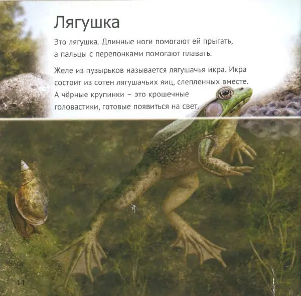 Майк Анвин - Кто живет у нас на даче. От мала до велика - Страница № 17