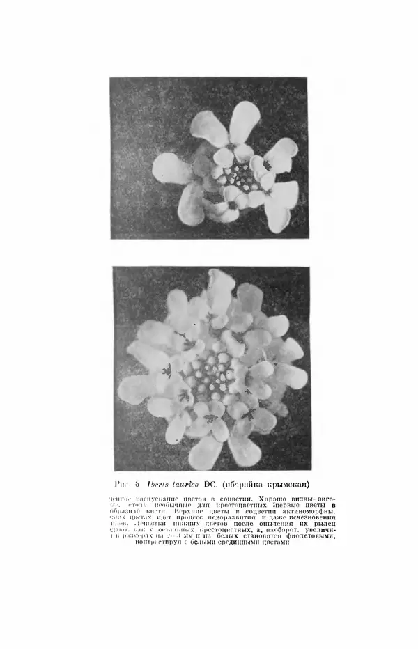 Чарльз Дарвин - Собрание сочинений в 9 томах. Том 7. Различные формы цветов. Насекомоядные растения - Страница № 16