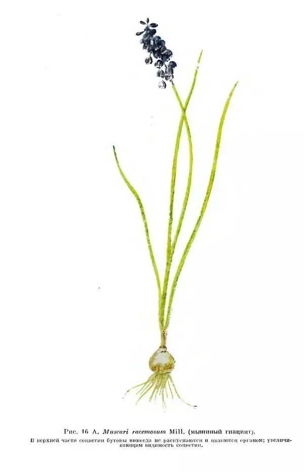 Чарльз Дарвин - Собрание сочинений в 9 томах. Том 7. Различные формы цветов. Насекомоядные растения - Страница № 20