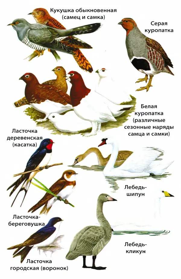 Татьяна Ситникова - Птицы России  - Страница № 101