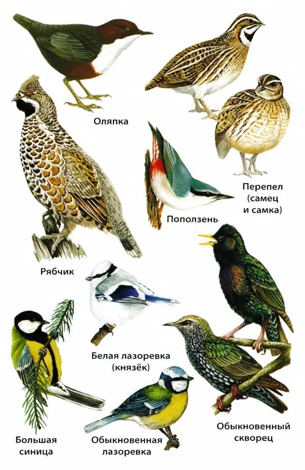 Татьяна Ситникова - Птицы России  - Страница № 102