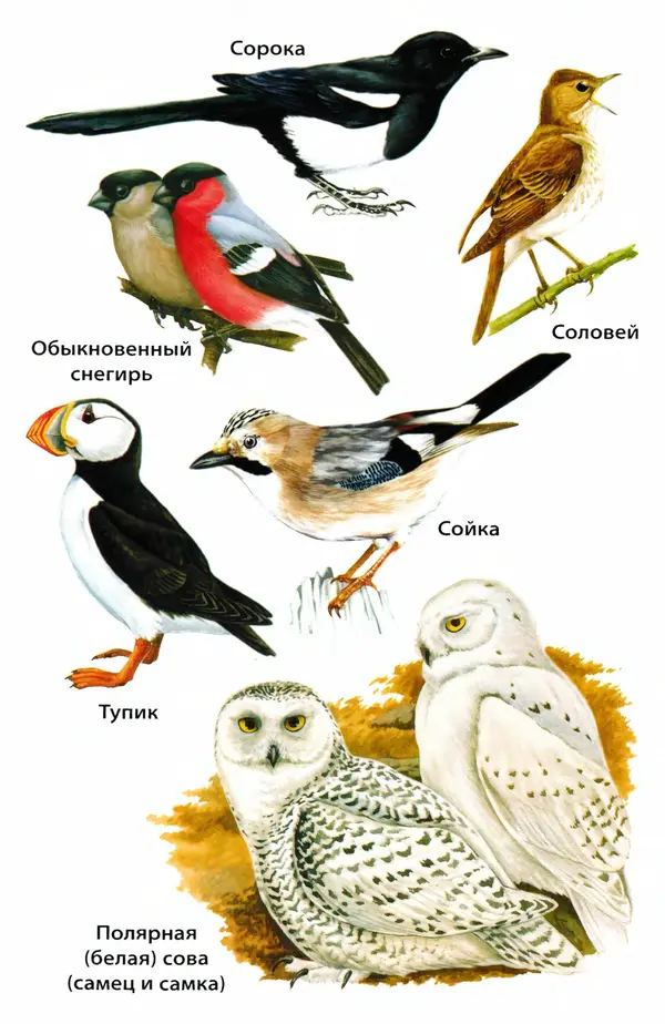 Татьяна Ситникова - Птицы России  - Страница № 103